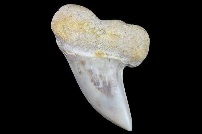 Fossil Shark Tooth (Carcharodon planus) - Bakersfield, CA #178291